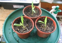 Babies