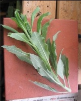 Big cutting