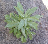 White Sage
