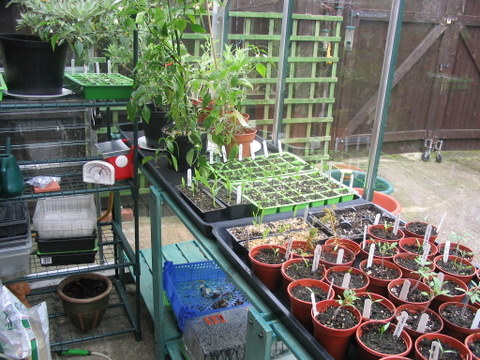 seeds